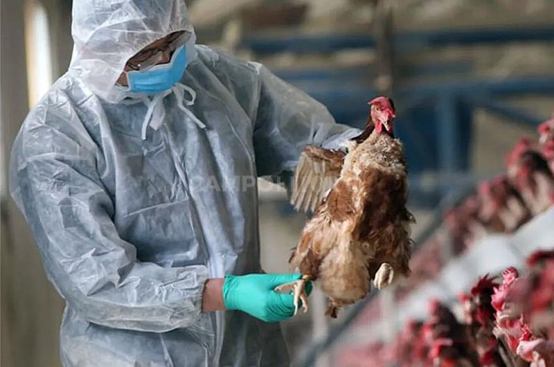 Gripe aviar- CRA reclama al Senasa un plan de accioacuten