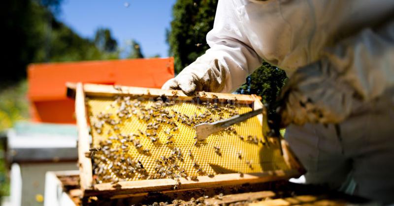 Una buena tras la sequiacutea- los apicultores de San Javier tendraacuten casa propia