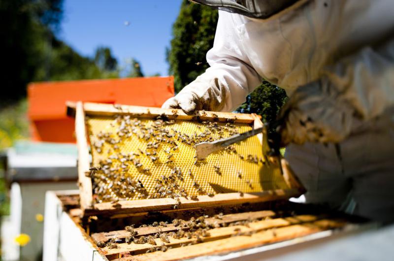 Una buena tras la sequiacutea- los apicultores de San Javier tendraacuten casa propia