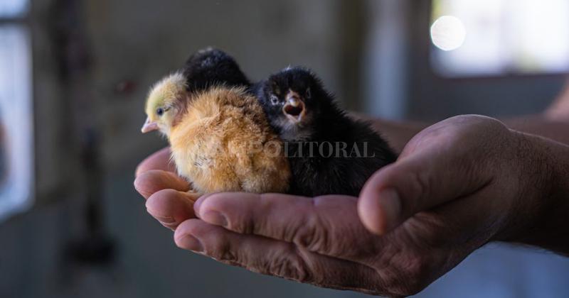 Heacutector Motta- la avicultura es uno de los principales factores para el desarrollo del paiacutes