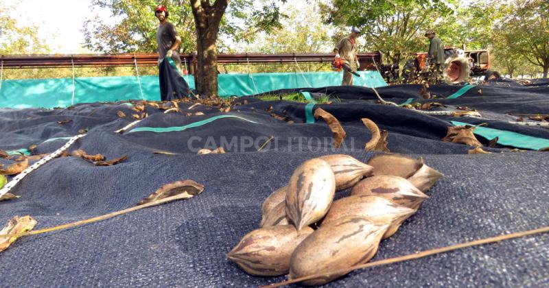 Pecaneros argentinos buscan abrir el mercado chino a sus productos