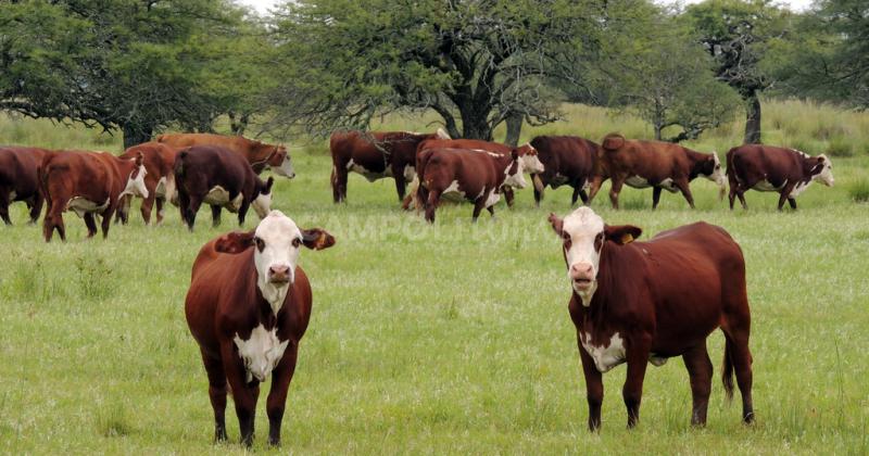 Santa Fe apunta a certificar carne y cuero libres de deforestacioacuten