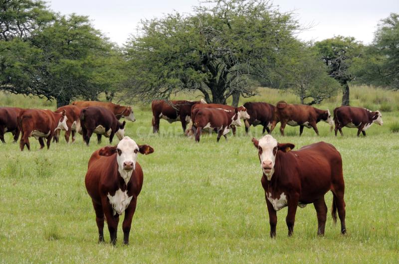 Santa Fe apunta a certificar carne y cuero libres de deforestacioacuten