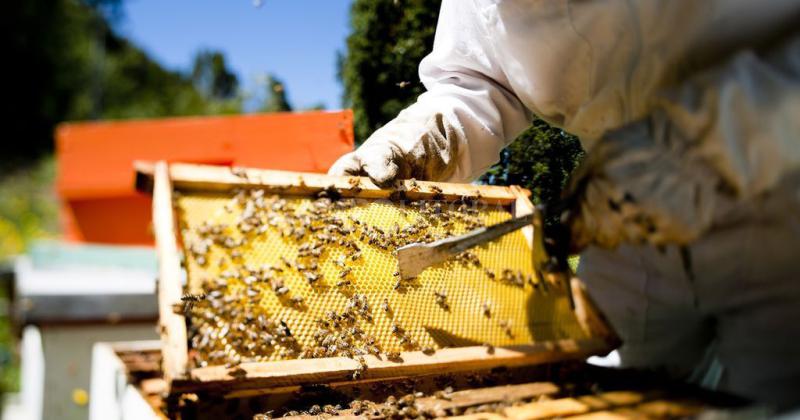 Sin doacutelar agro para la miel los apicultores reciben precios de quebranto