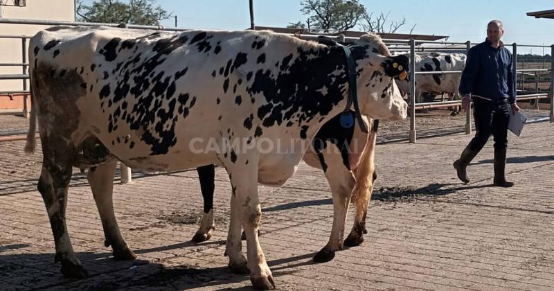 La competencia por la mejor leche