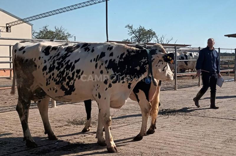 La competencia por la mejor leche