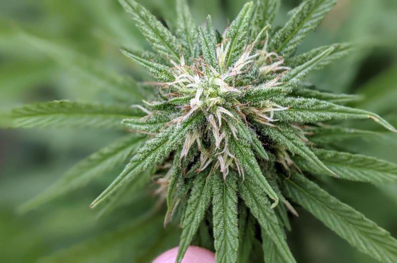  Aromito- se inscribioacute en INASE la primera semilla santafesina de cannabis medicinal