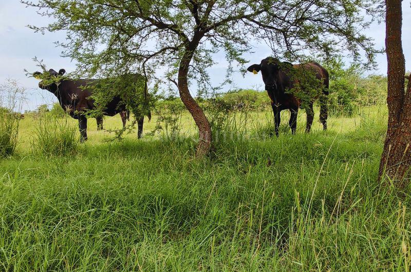 La ganaderiacutea regenerativa fija Carbono y mejora productividad