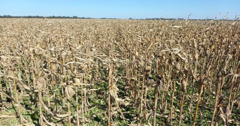 Maíz de segunda en estado de madurez fisiológica en el sureste del departamento Vera