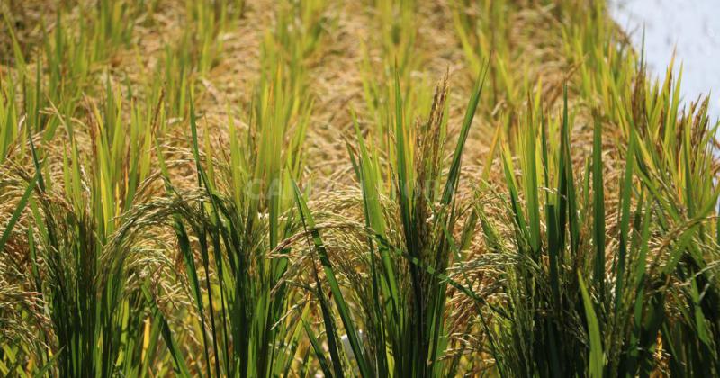 El arroz santafesino logroacute mejorar los rindes pero la produccioacuten cayoacute