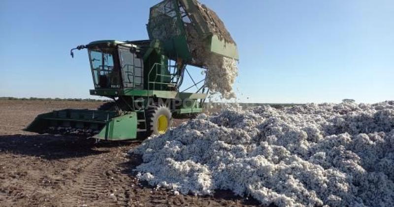 Valioacute la espera- pese al retraso la cosecha algodonera saltoacute maacutes de un 70-en-porciento- en Santa Fe