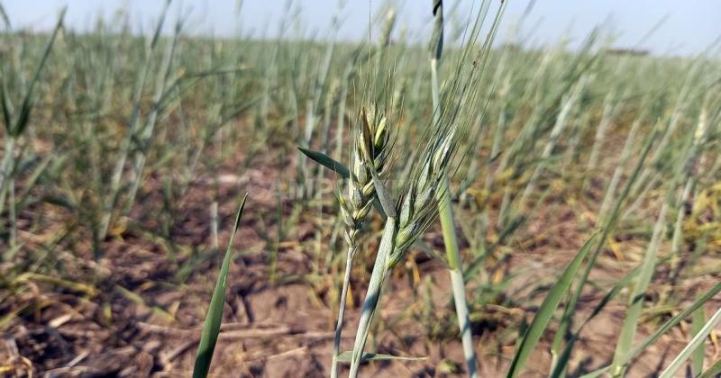 Se recortoacute un 4-en-porciento- la estimacioacuten de produccioacuten de trigo y hay alerta en maiacutez