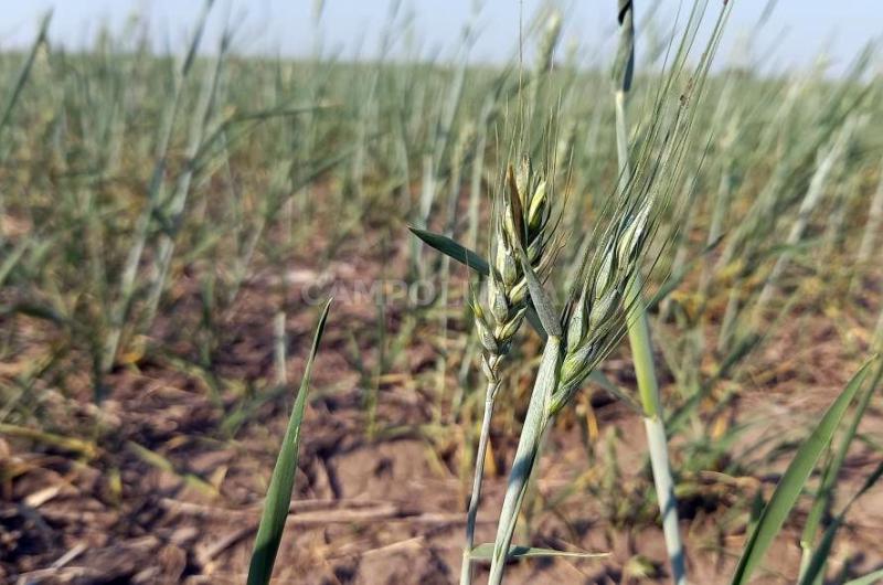 Se recortoacute un 4-en-porciento- la estimacioacuten de produccioacuten de trigo y hay alerta en maiacutez