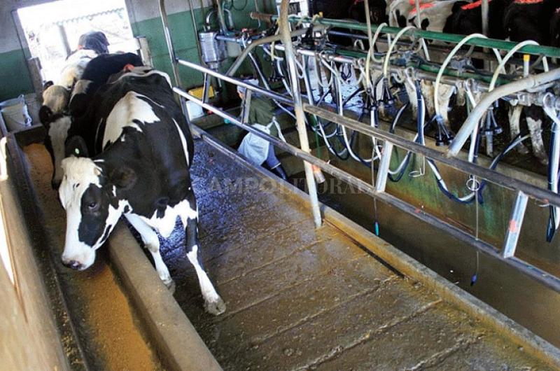 Causa comuacuten entre productores e industrias para quitar DEX a los laacutecteos y un doacutelar leche que impidan el colapso de la cadena