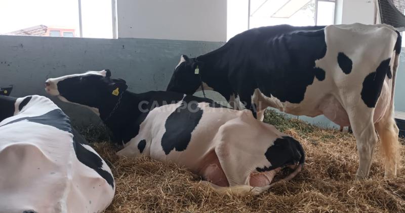 Arrancoacute el Concurso de Vacas Lecheras en La Catedral del Holando