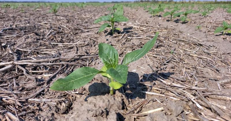 Girasol en estado de crecimiento sobre rastrojo de soja tardía en el sur del departamento General Obligado