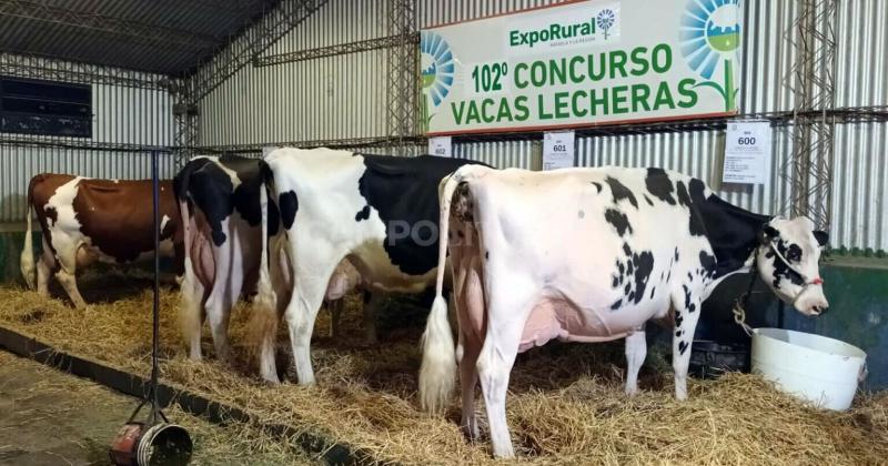 Con 70 litros en el sprint final una vaca de La Luisa se quedoacute con el 102deg Concurso de Vacas Lecheras