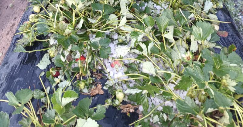 Nunca visto- el granizo arrasoacute la mitad de la superficie frutillera en Coronda