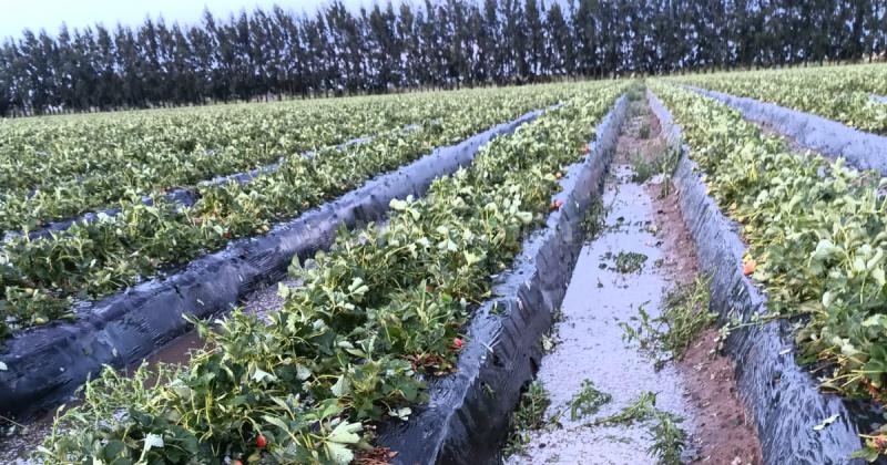 Nunca visto- el granizo arrasoacute la mitad de la superficie frutillera en Coronda