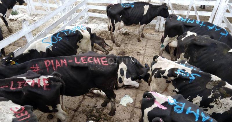 La triste moraleja de la lecheriacutea argentina- el que apostoacute a crecer perdioacute