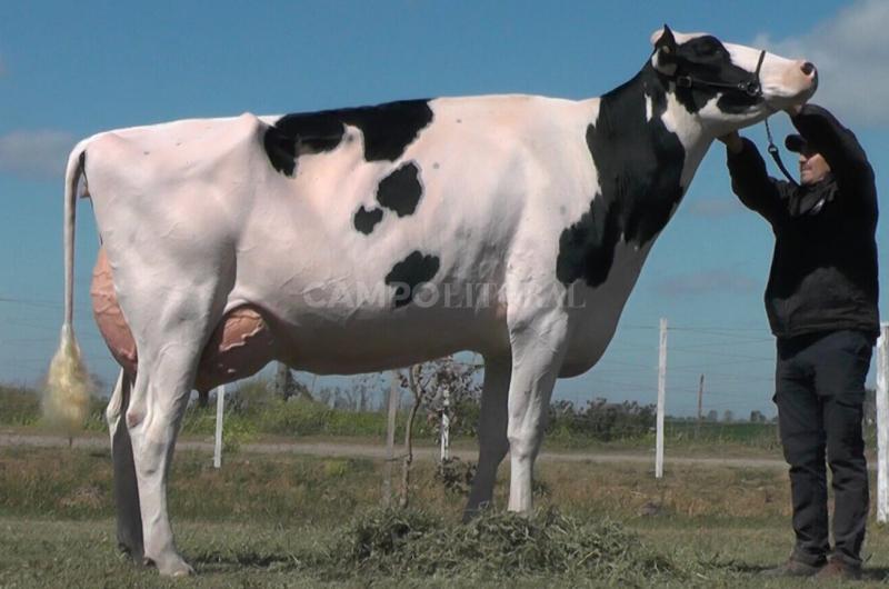 La mejor vaca fue de Ataliva
