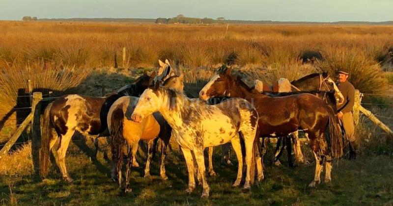 Primer caso humano de Encefalitis Equina del Oeste se confirmoacute en el norte santafesino