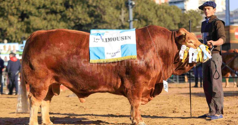 Un toro argentino en el podio mundial de la raza Limousin