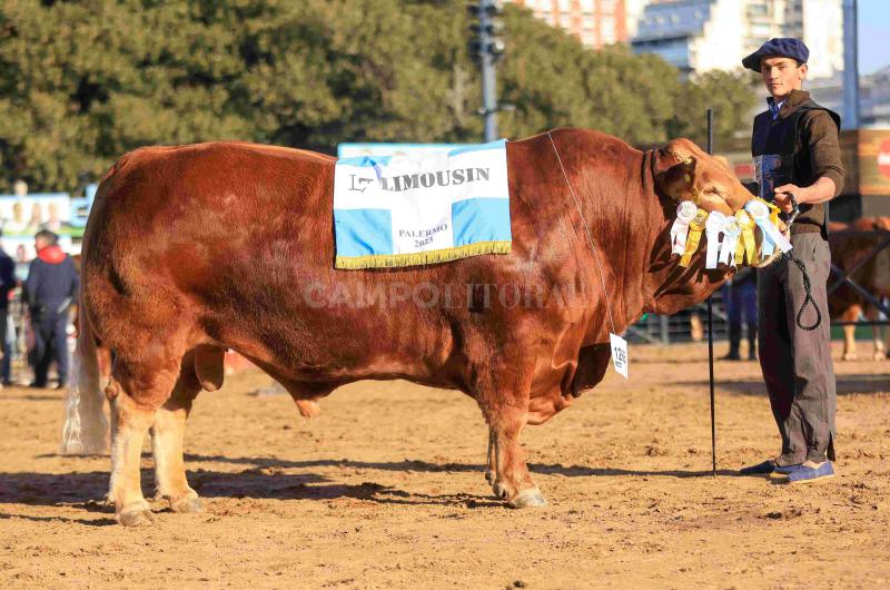 Un toro argentino en el podio mundial de la raza Limousin