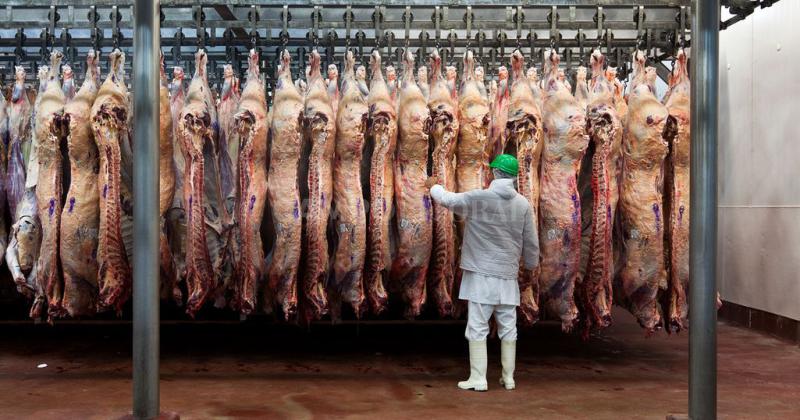 Se liberoacute la exportacioacuten de carne bovina