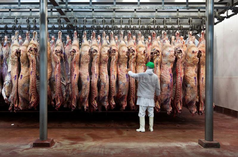 Se liberoacute la exportacioacuten de carne bovina