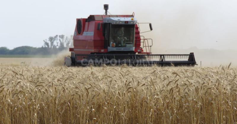 El clima retrasa la trilla y pone en riesgo la calidad del trigo