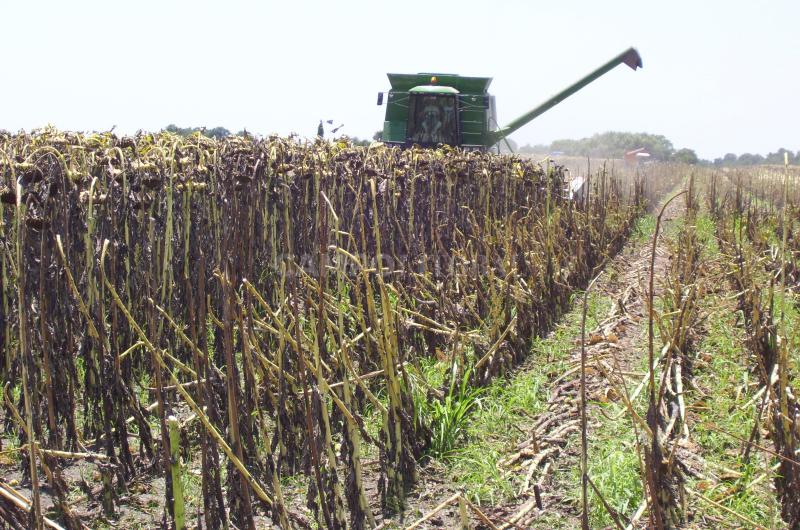 El cultivo que desafioacute el peor antildeo del agro argentino