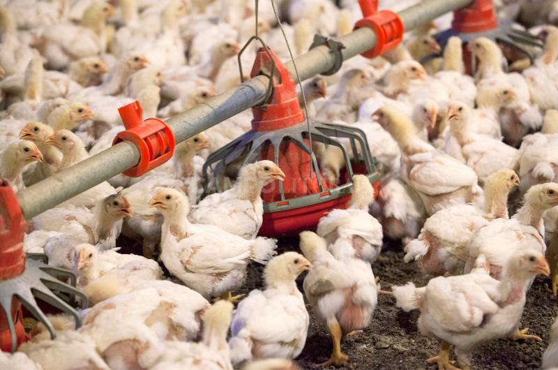 La avicultura cerroacute un antildeo de crecimiento