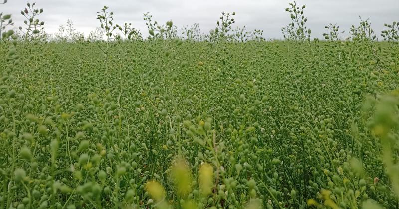 El cultivo bajo en carbono y alto en renta