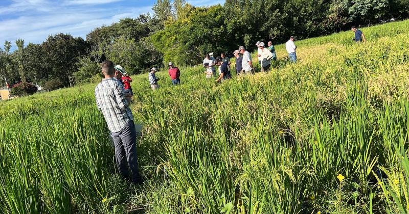 Nuevo arroz largo fino desarrollado en San Javier