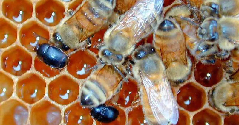 Pequentildeo escarabajo de las colmenas- Senasa difunde medidas sanitarias obligatorias