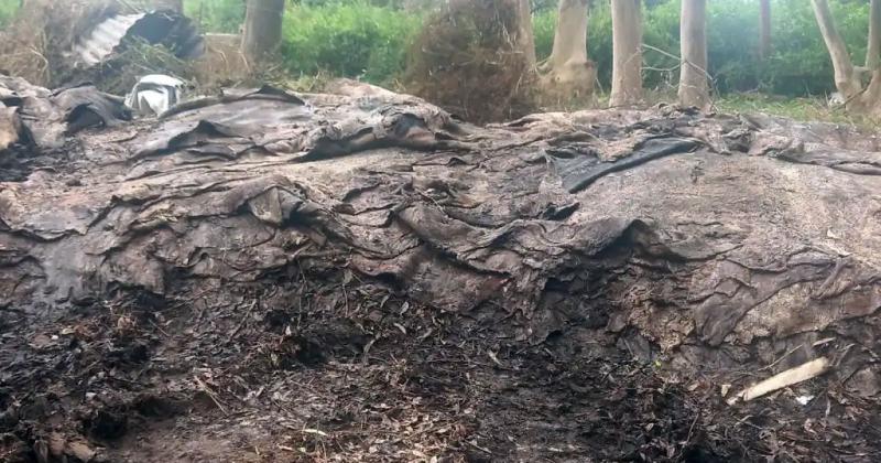 Faena clandestina- decomisaron 4 toneladas de cueros bovinos en un campo de Gaacutelvez