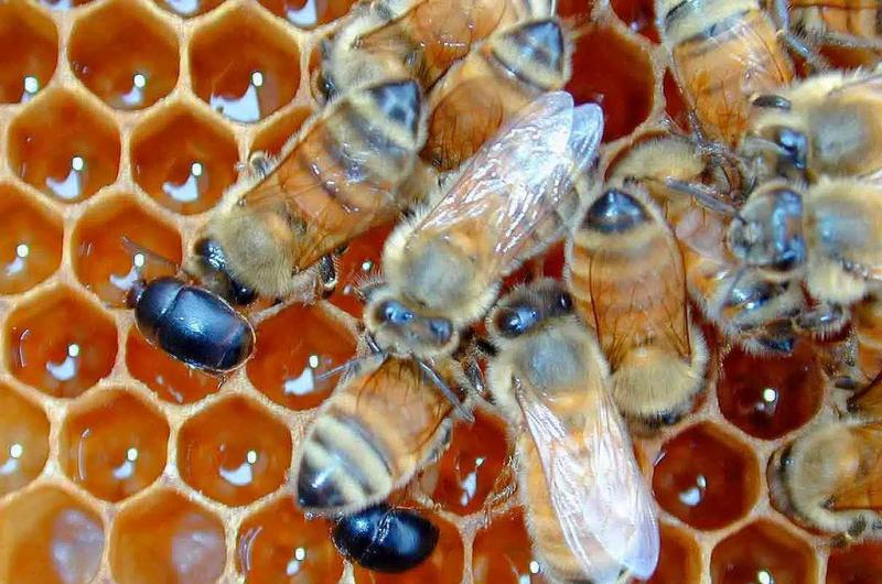 Pequentildeo escarabajo de las colmenas- Senasa difunde medidas sanitarias obligatorias