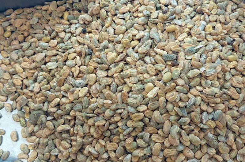 Muestra de soja chaqueña recibida en los laboratorios de la C?mara Arbitral de Cereales de la Bolsa de Comercio de Santa Fe