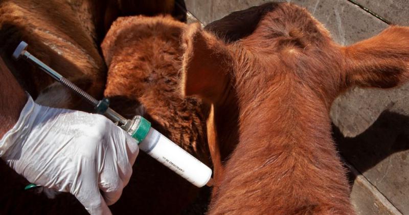 Cambios en la vacuna antiaftosa- cuales son las cepas habilitadas para inmunizar el ganado argentino