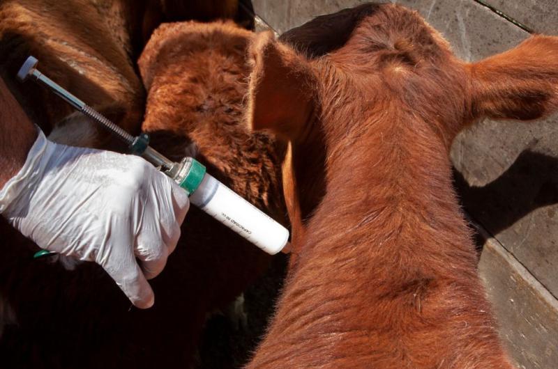 Cambios en la vacuna antiaftosa- cuales son las cepas habilitadas para inmunizar el ganado argentino