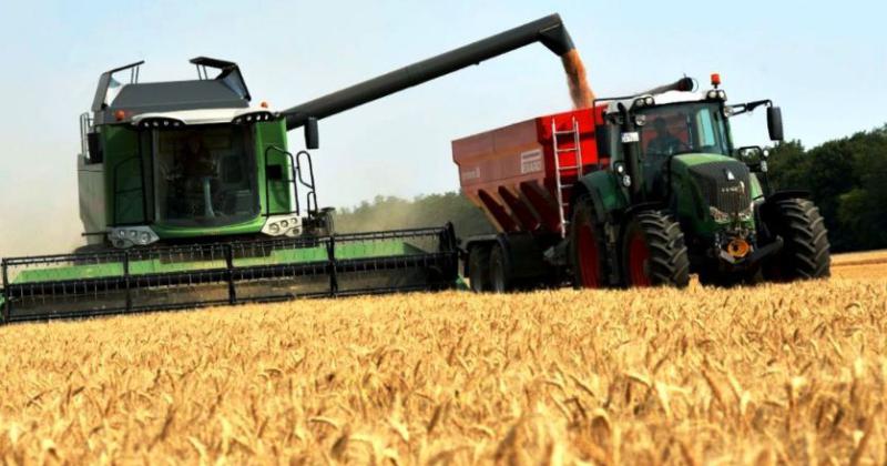 Ahora se proyecta un incremento del 20-en-porciento- en la siembra de trigo