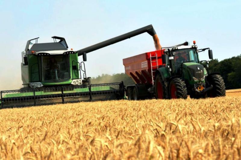Ahora se proyecta un incremento del 20-en-porciento- en la siembra de trigo