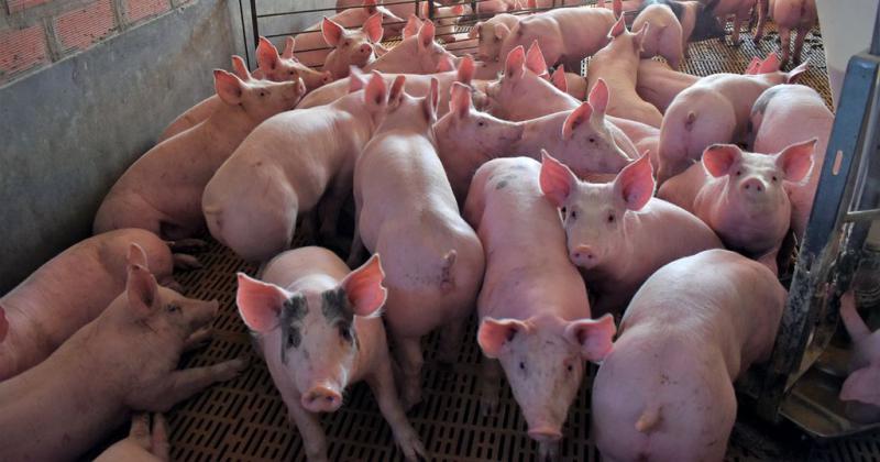 Advierten sobre una grave crisis en el sector porcino