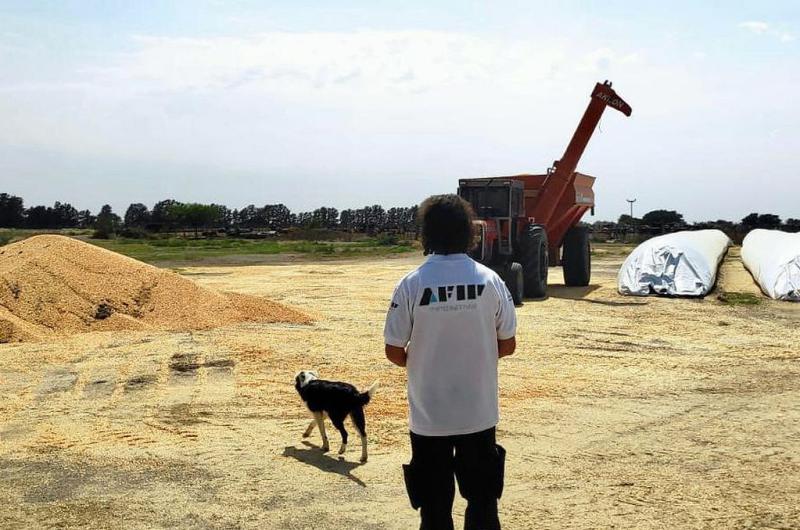 Bajan a dos las cinco declaraciones juradas que debiacutean presentar los agricultores 