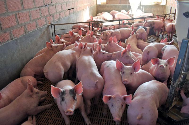 Advierten sobre una grave crisis en el sector porcino