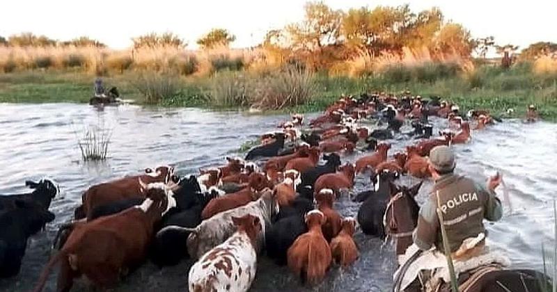 Operativo en las islas- recuperan vacunos robados en los alrededores de San Javier