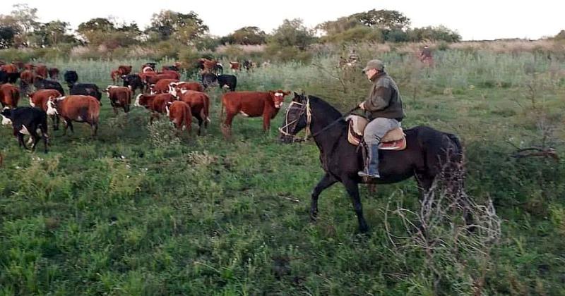 Operativo en las islas- recuperan vacunos robados en los alrededores de San Javier