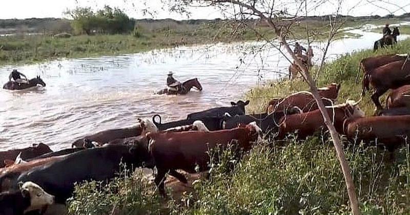 Operativo en las islas- recuperan vacunos robados en los alrededores de San Javier