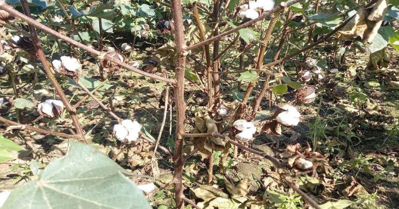 Lote con algodón en maduración fisiológica en el centro oeste del departamento Nueve de Julio